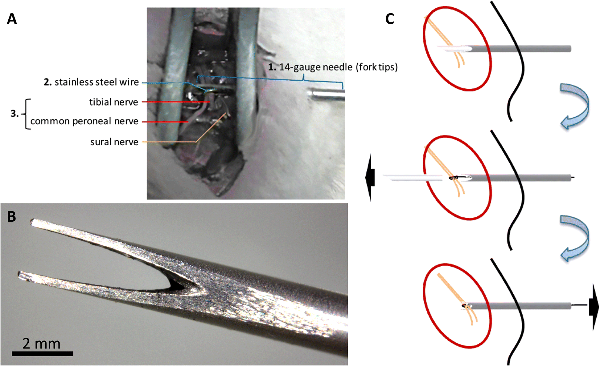 Fig. 2