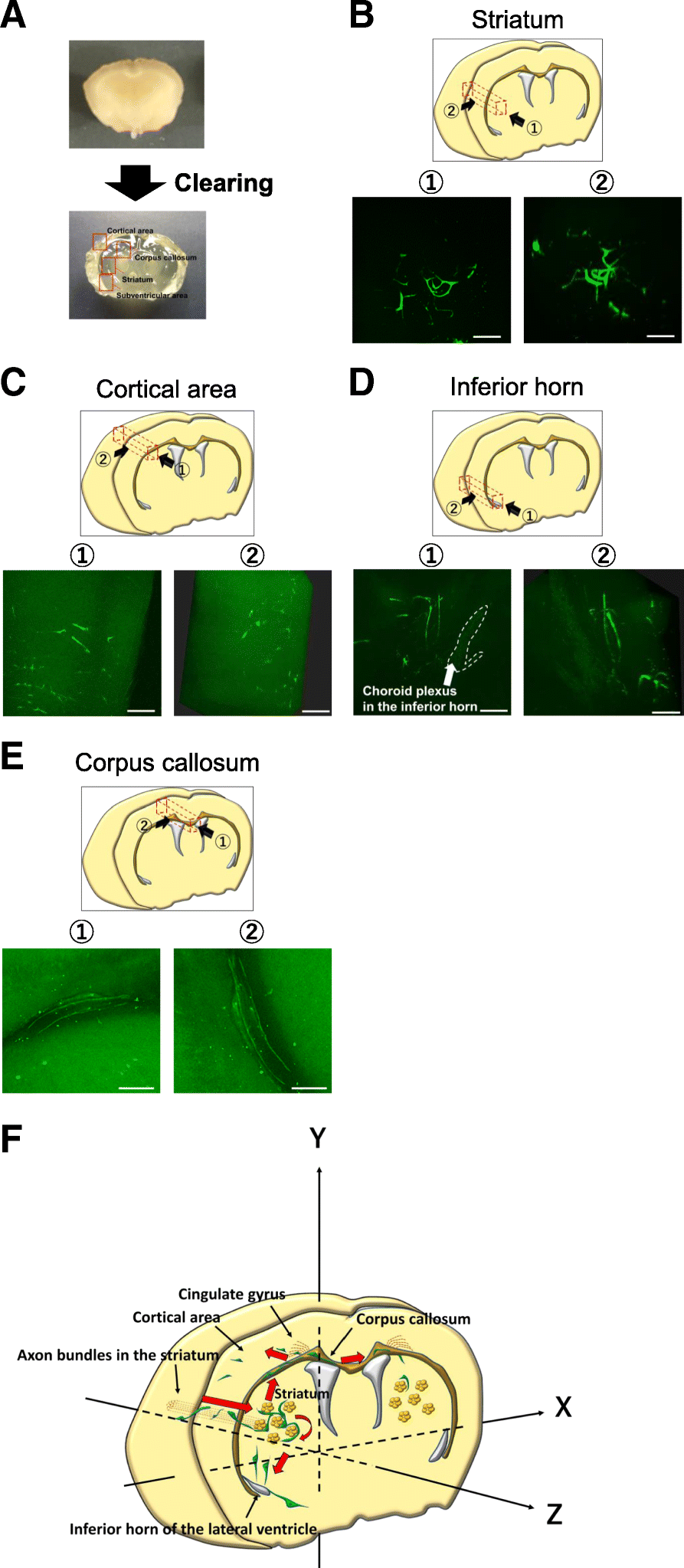 Fig. 6