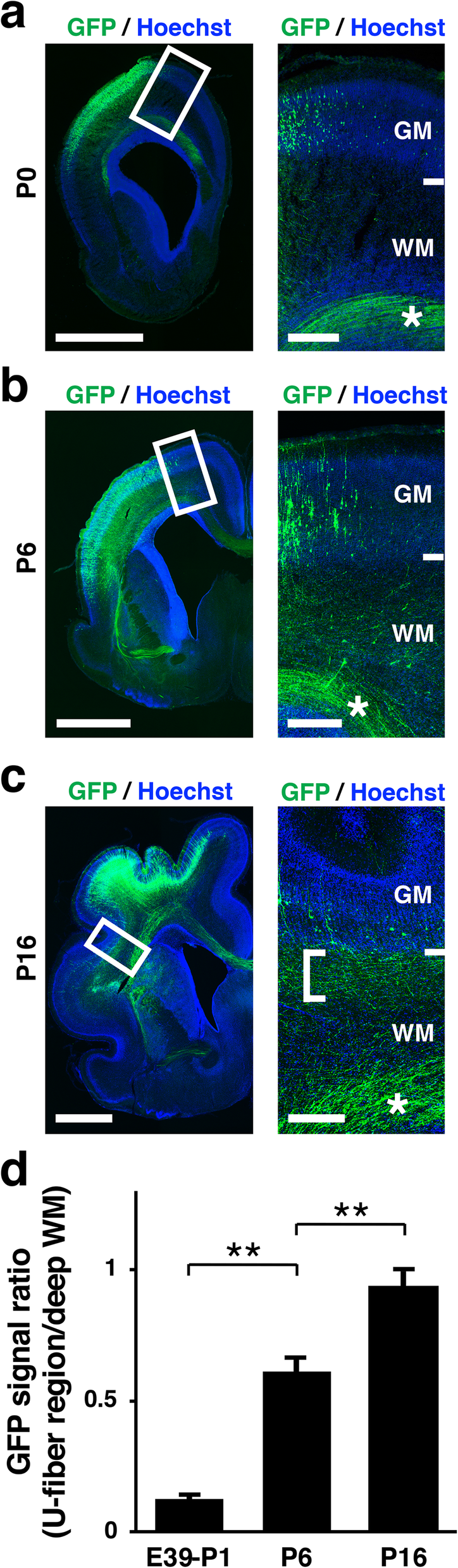 Introduction to Cortical Neurons