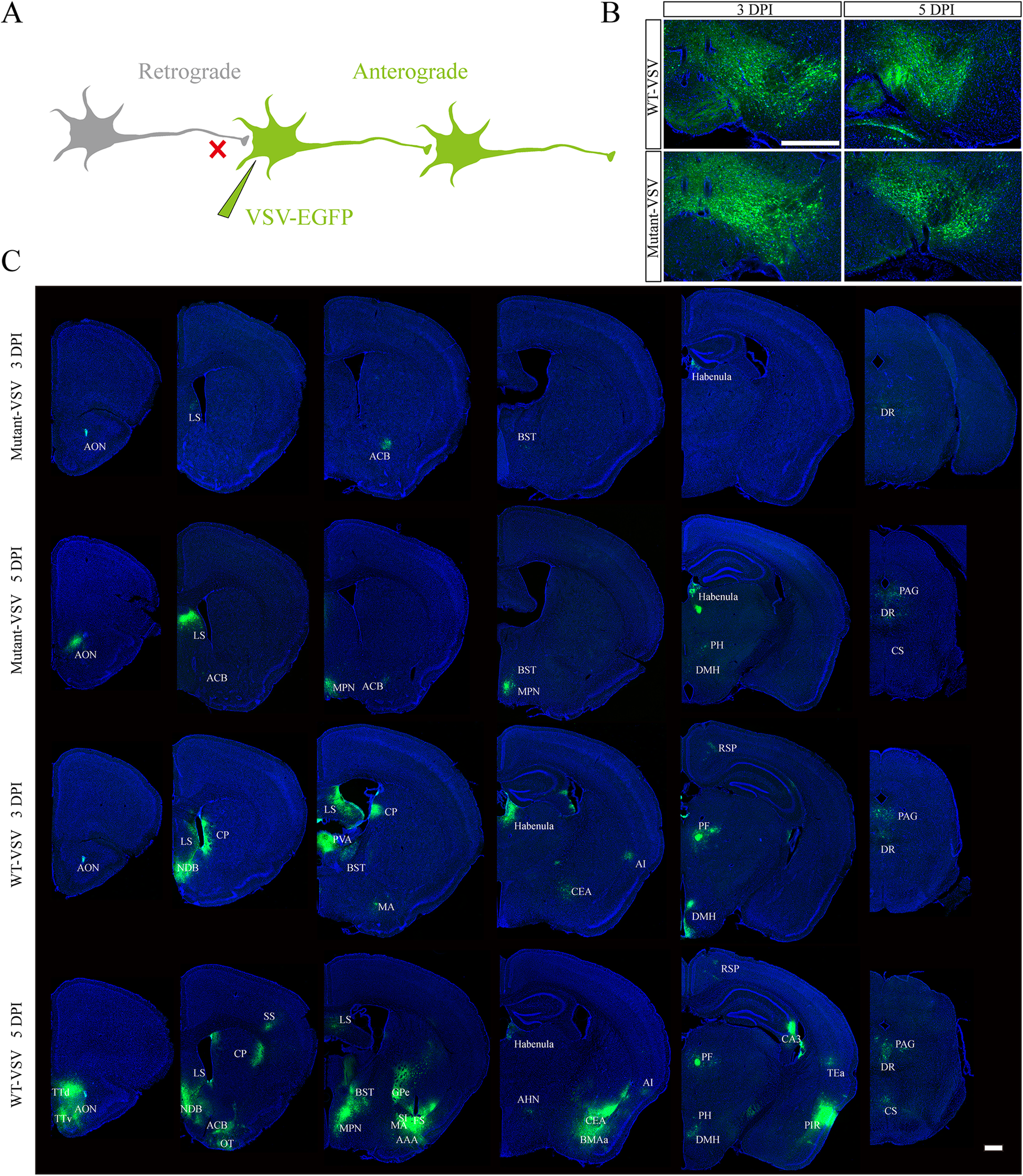 Fig. 4