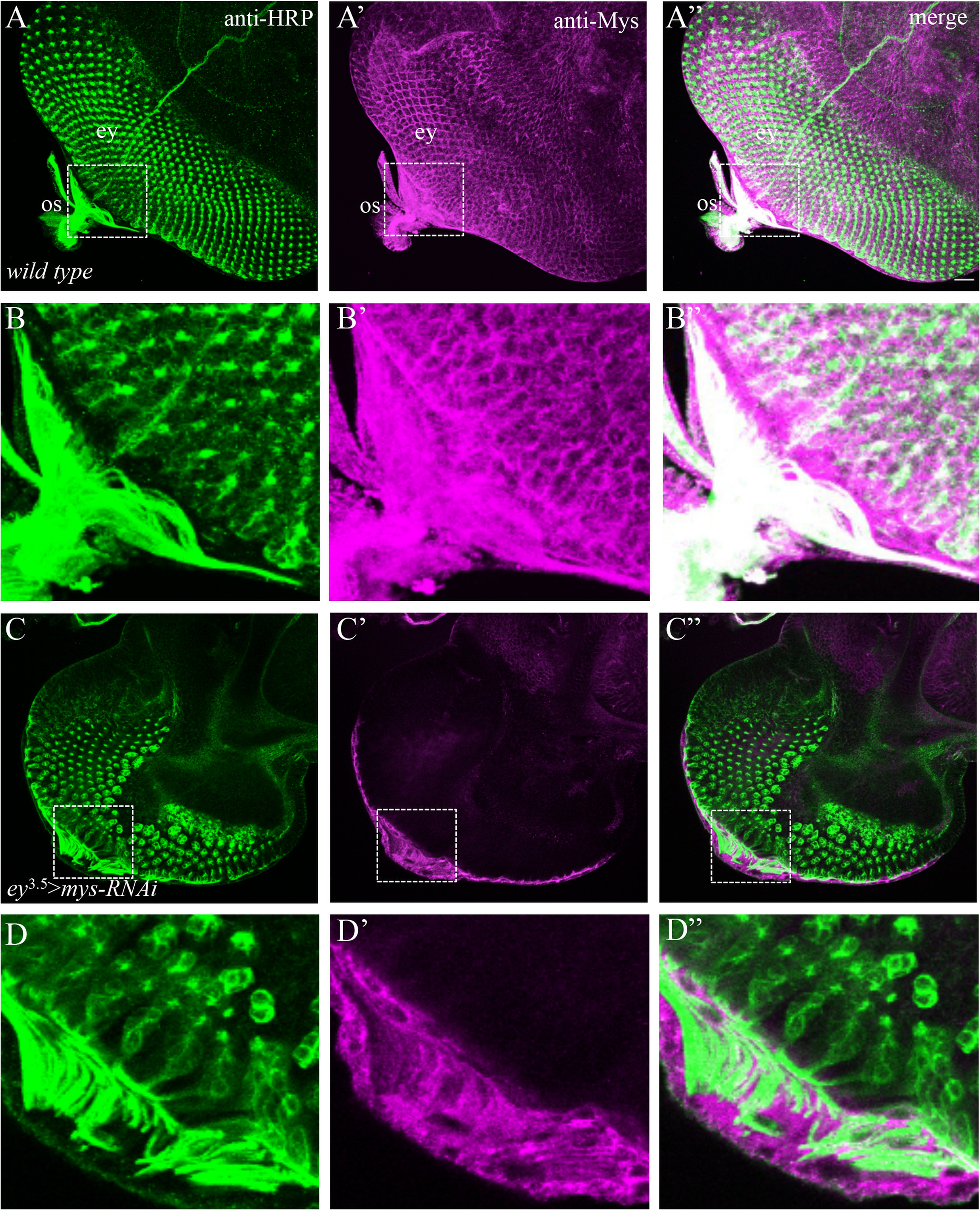 Fig. 4