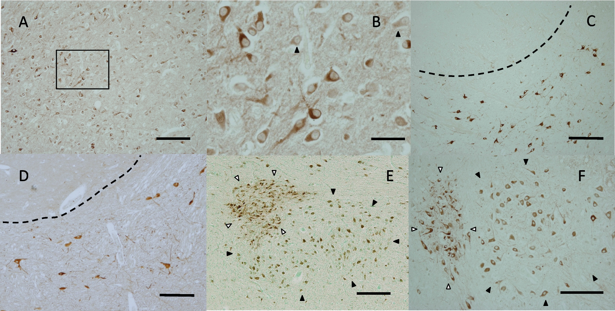 Fig. 5