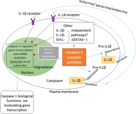 Fig. 11