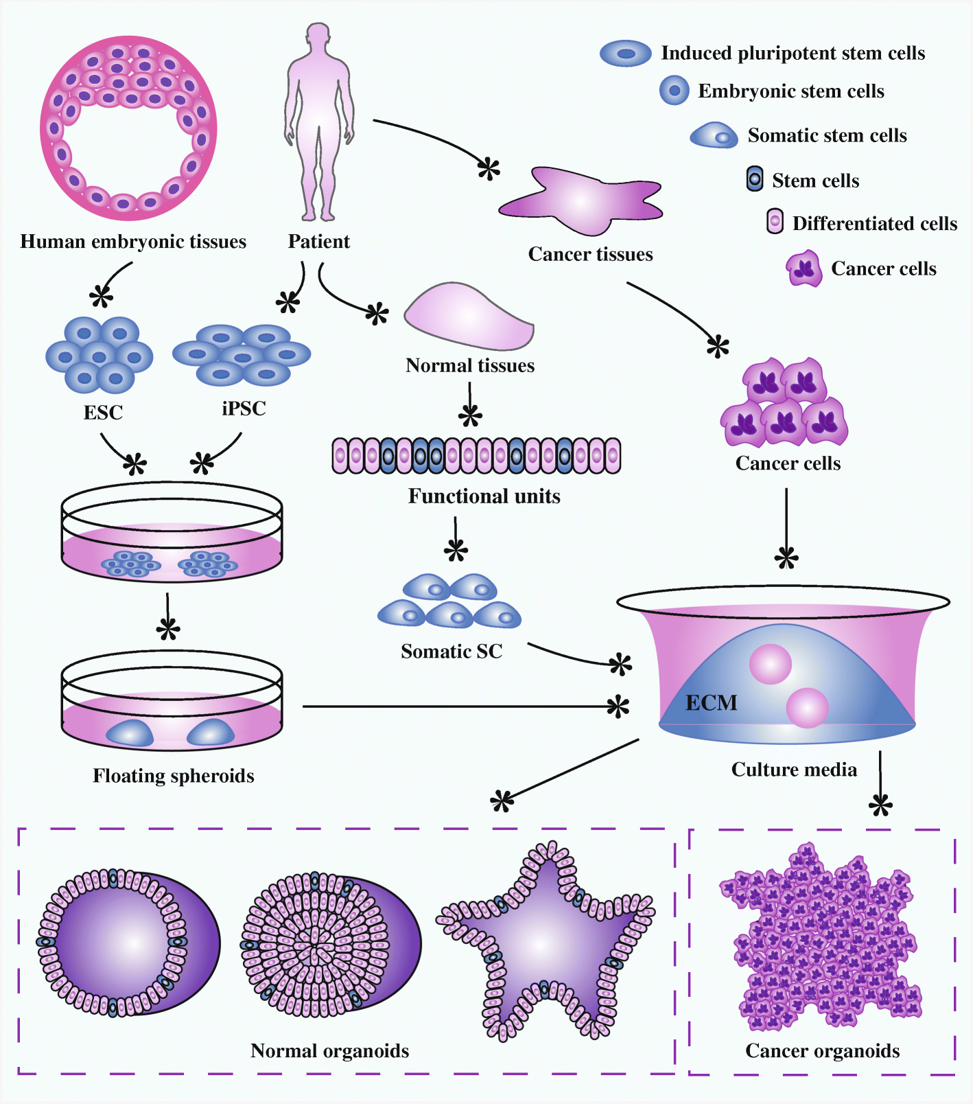 Induced pluripotent stem cells. Induced pluripotent stem cells. Inducing stem. Induced pluripotent stem cells. Ips клетки.