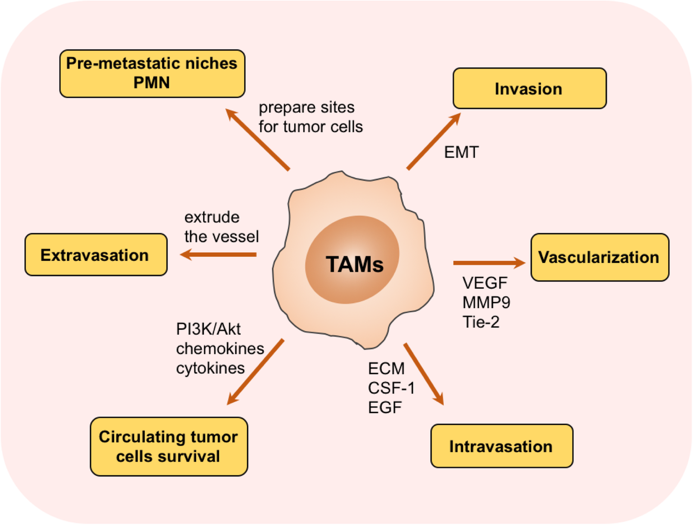 Схема метастазирования опухолевых клеток. Злокачественные опухоли кровеносных сосудов. Схема метастазирования опухолевых клеток. Tumor metastasis. Tumor metastasis.