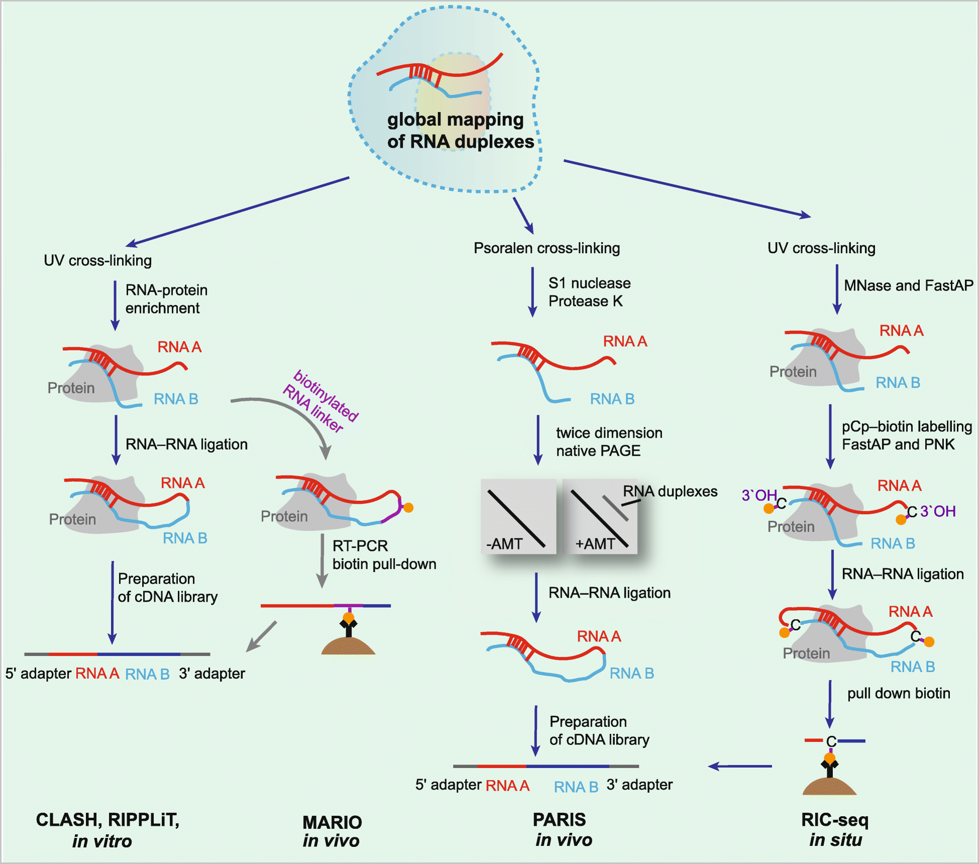 Fig. 5