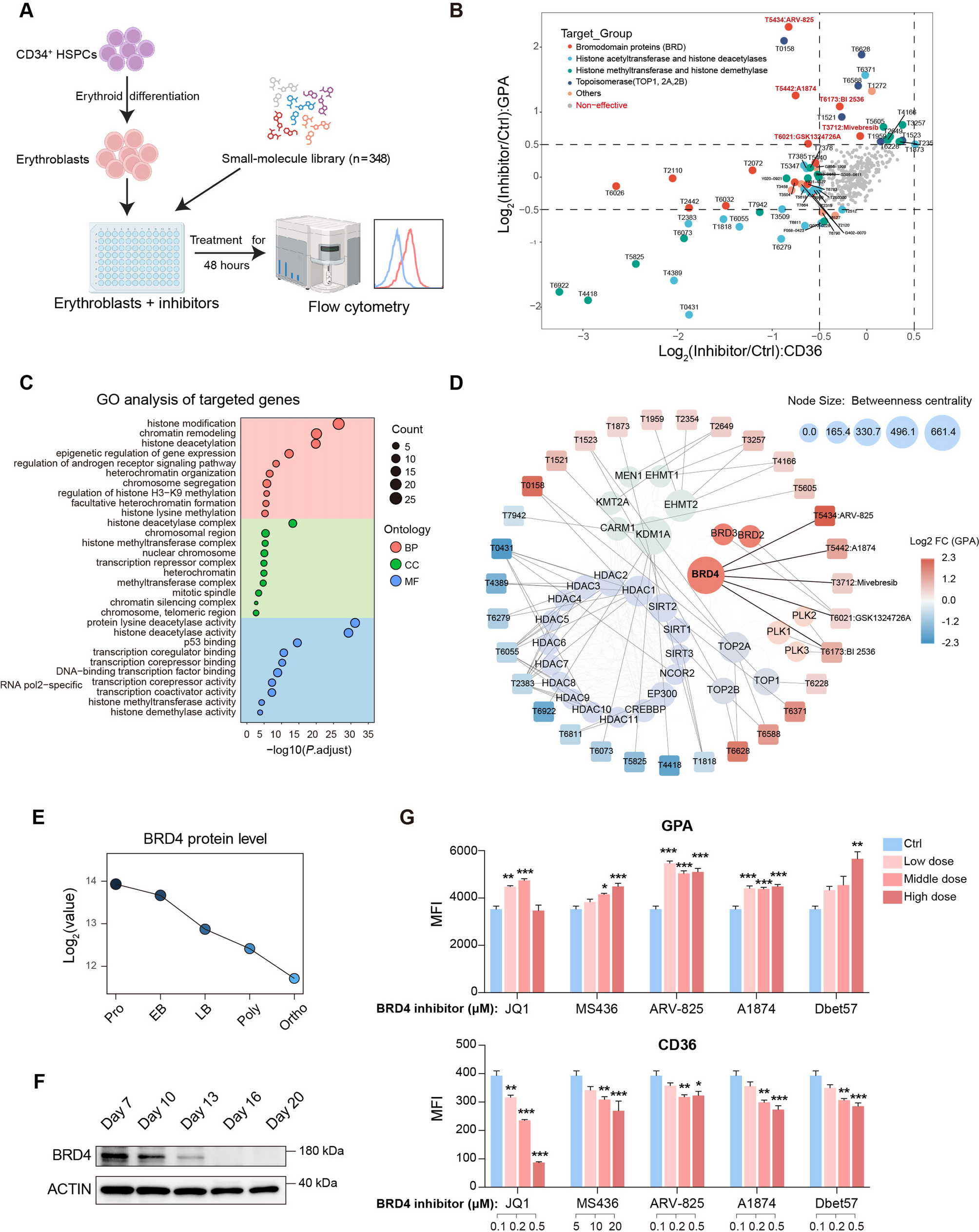 幹細胞による人工血液の研究:RhoBの転写抑制因子としてBRD4が末端赤血球生成を阻害する新たな役割とメカニズムを解明。(Stem cell-derived red blood cell production advances for artificial blood supply)