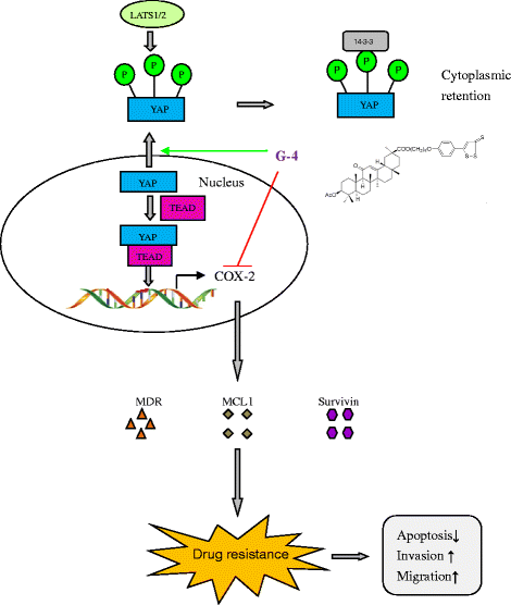 Fig. 14