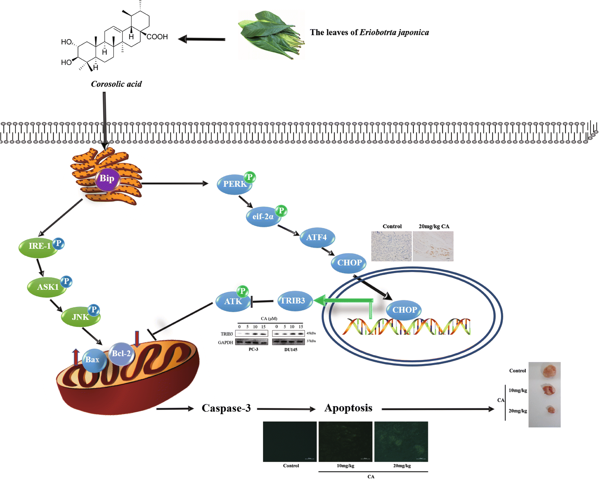 Fig. 8