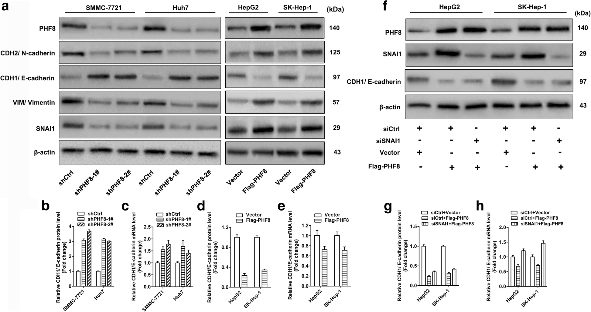 Phf8 Upregulation Contributes To Autophagic Degradation Of E Fig 3
