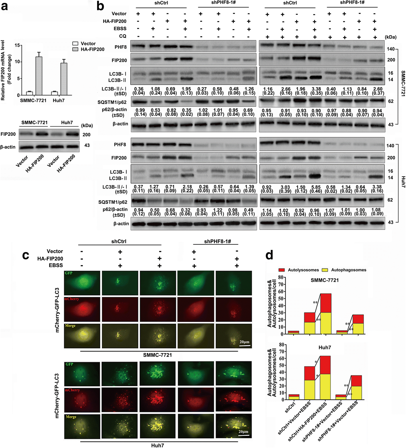 Phf8 Upregulation Contributes To Autophagic Degradation Of E Fig 5