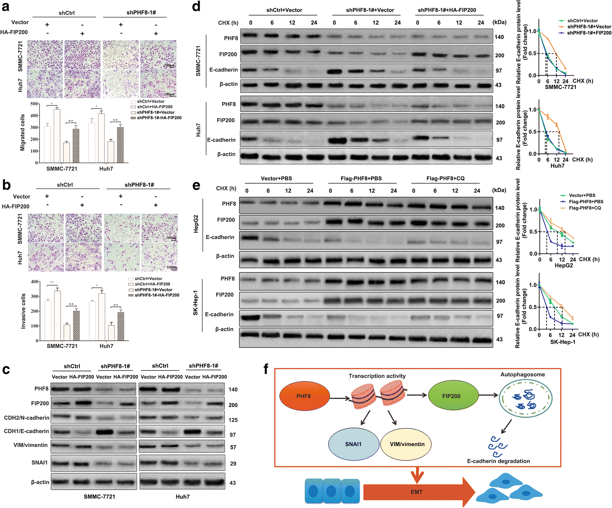 Phf8 Upregulation Contributes To Autophagic Degradation Of E Fig 6