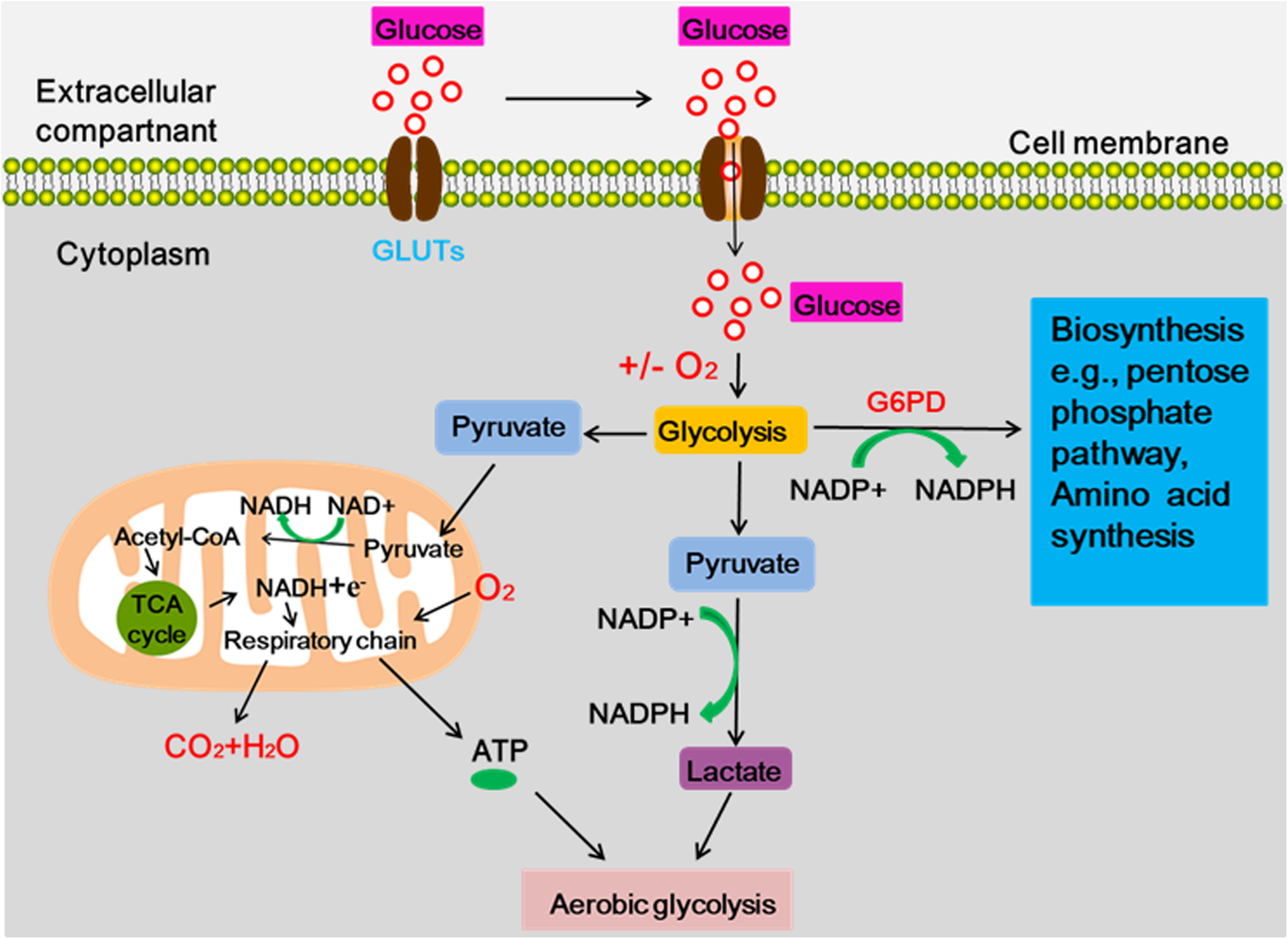 glucose to pyruvate