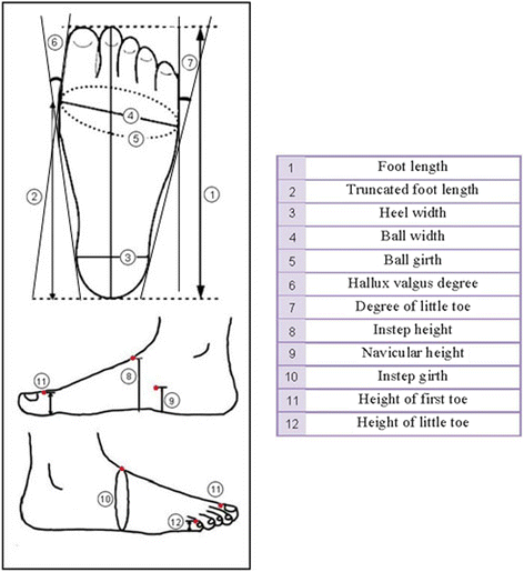 Gender differences of foot characteristics in older Japanese adults ...