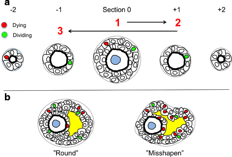 Fig. 5