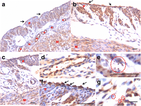 Fig. 12