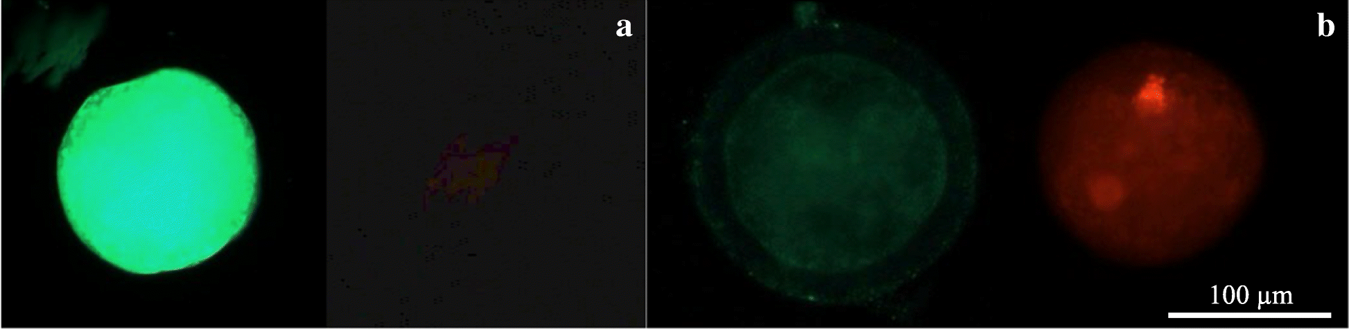 Fig. 10