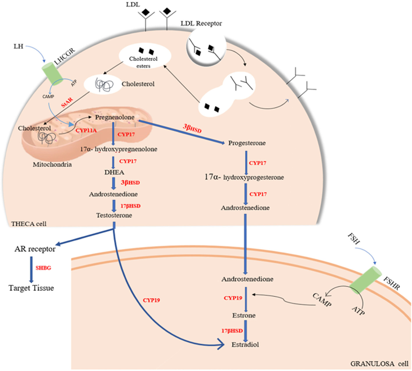 Fig. 2