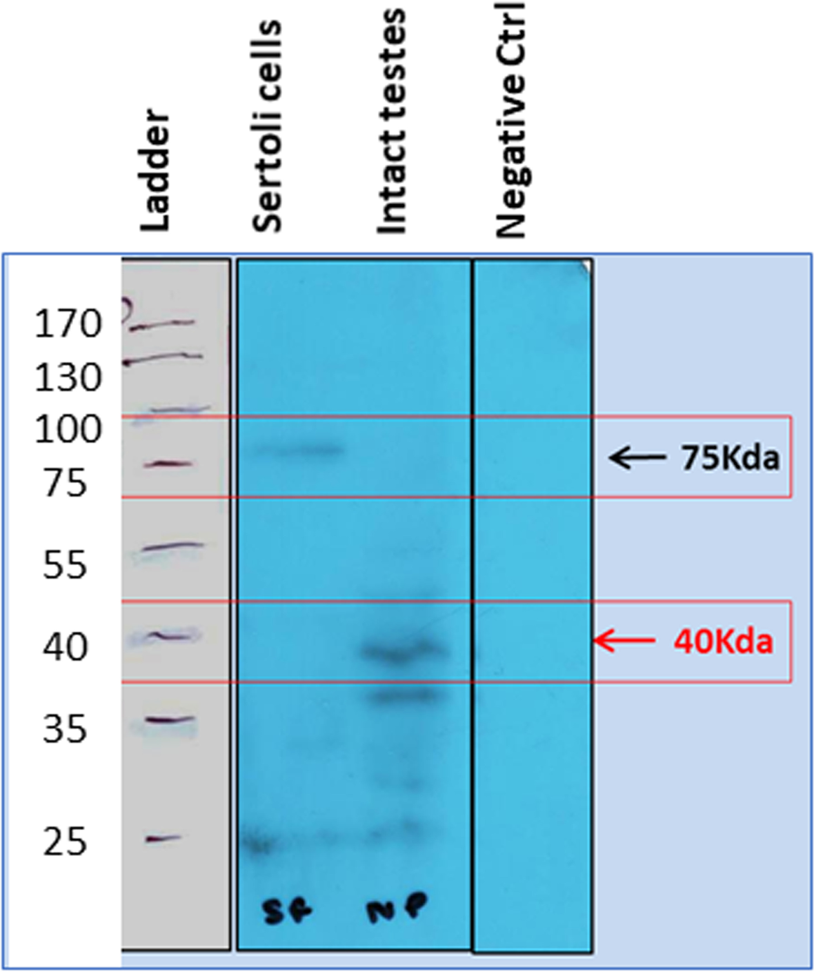 Fig. 13