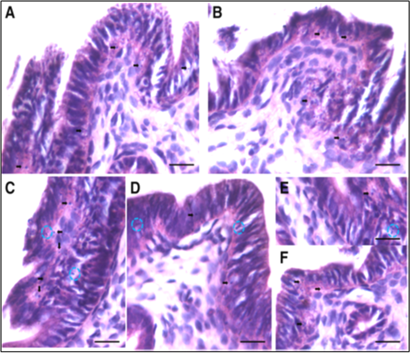 Fig. 19