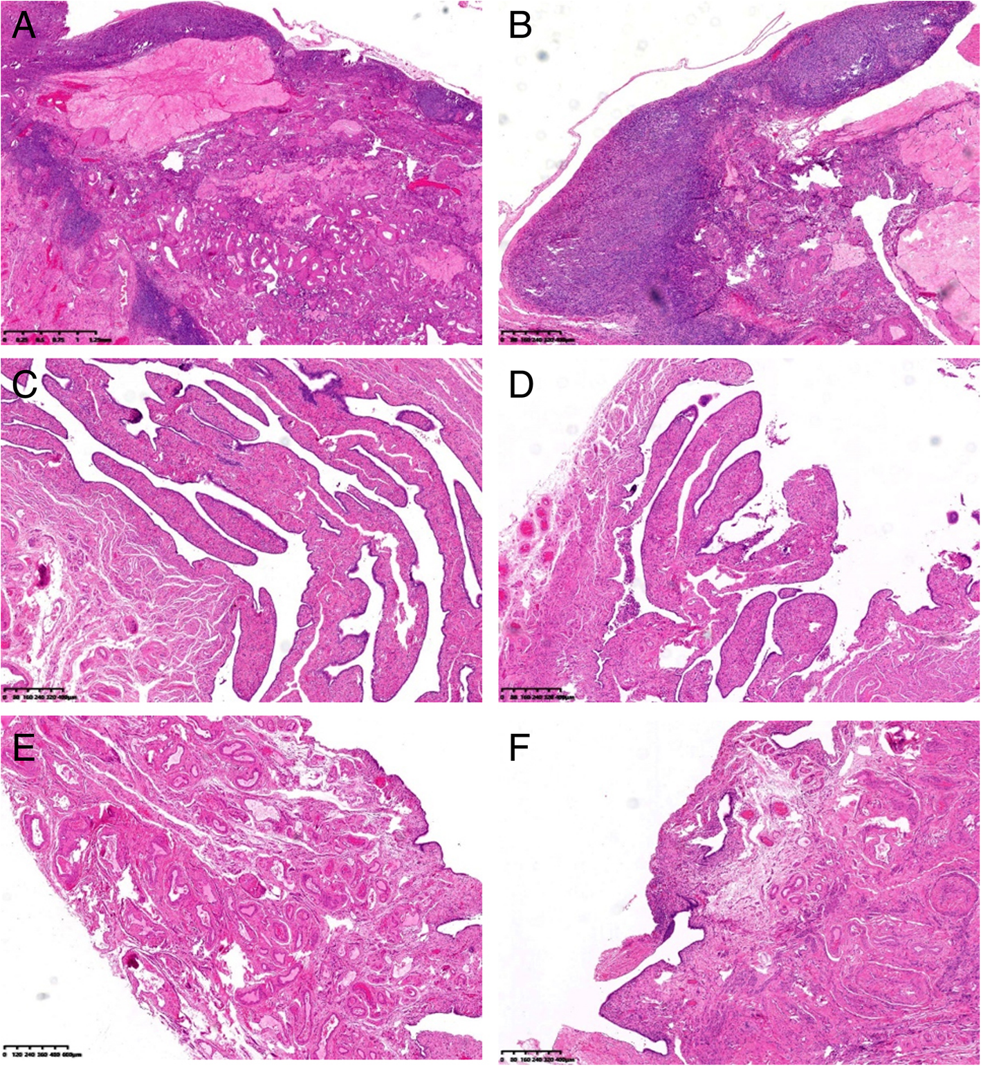 Fig. 6