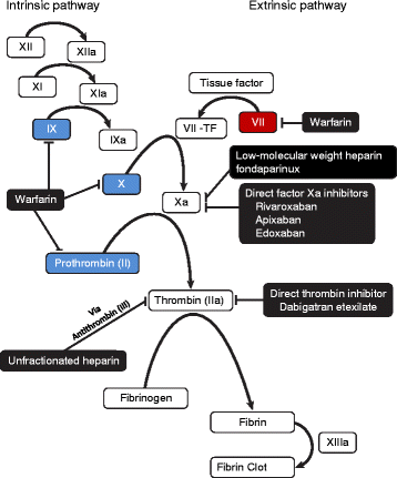 coagulation cascade warfarin