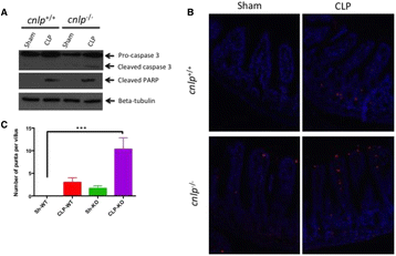 Fig. 13 (abstract P11).