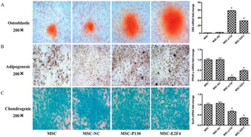 Fig. 8 (abstract P11).