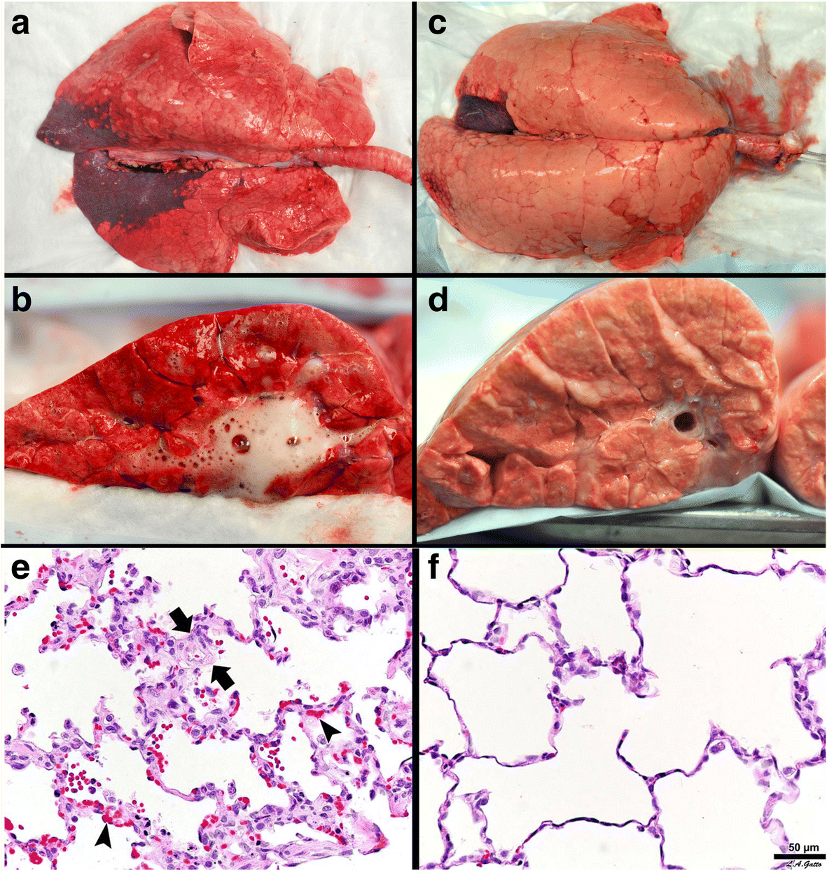 Fig. 8