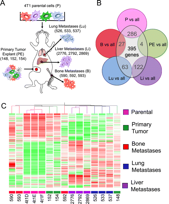 Granulocytic immune infiltrates are essential for the efficient