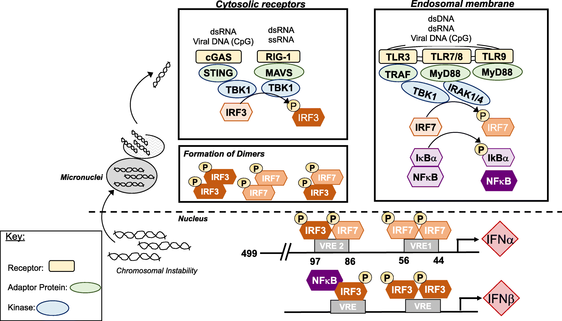 Deciphering The Role Of Interferon Alpha Signaling And Microenvironment Crosstalk In Inflammatory Breast Cancer Breast Cancer Research Full Text