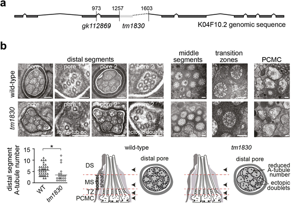 Fig. 5