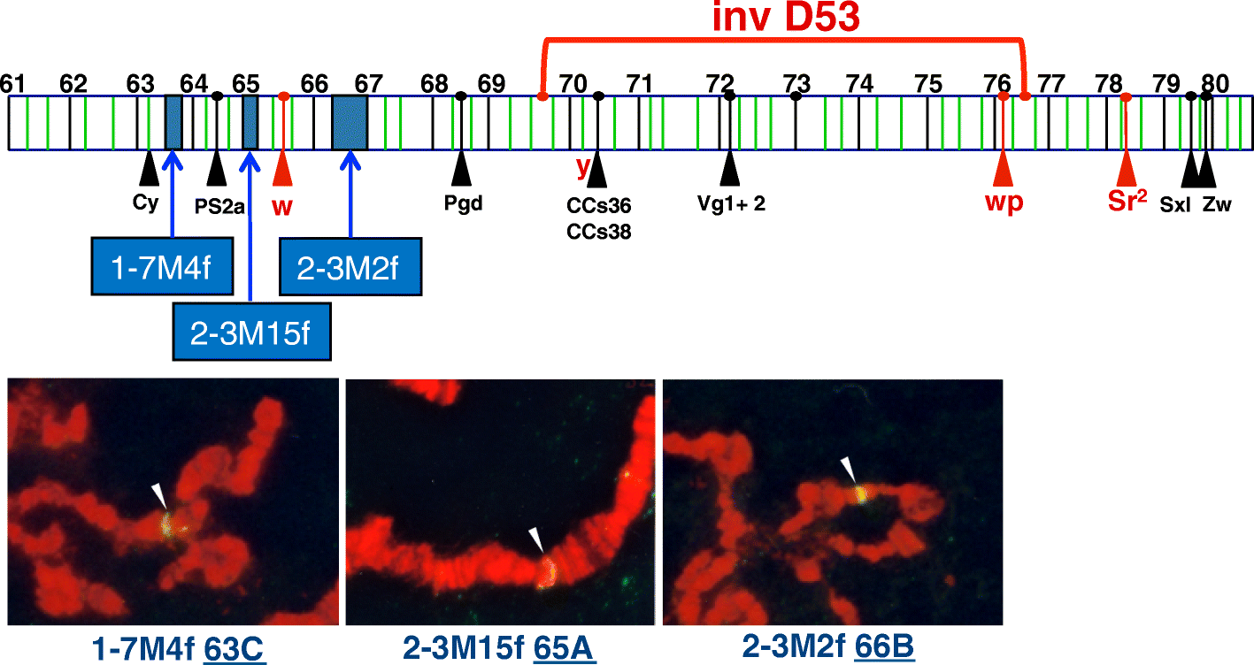 Fig. 3