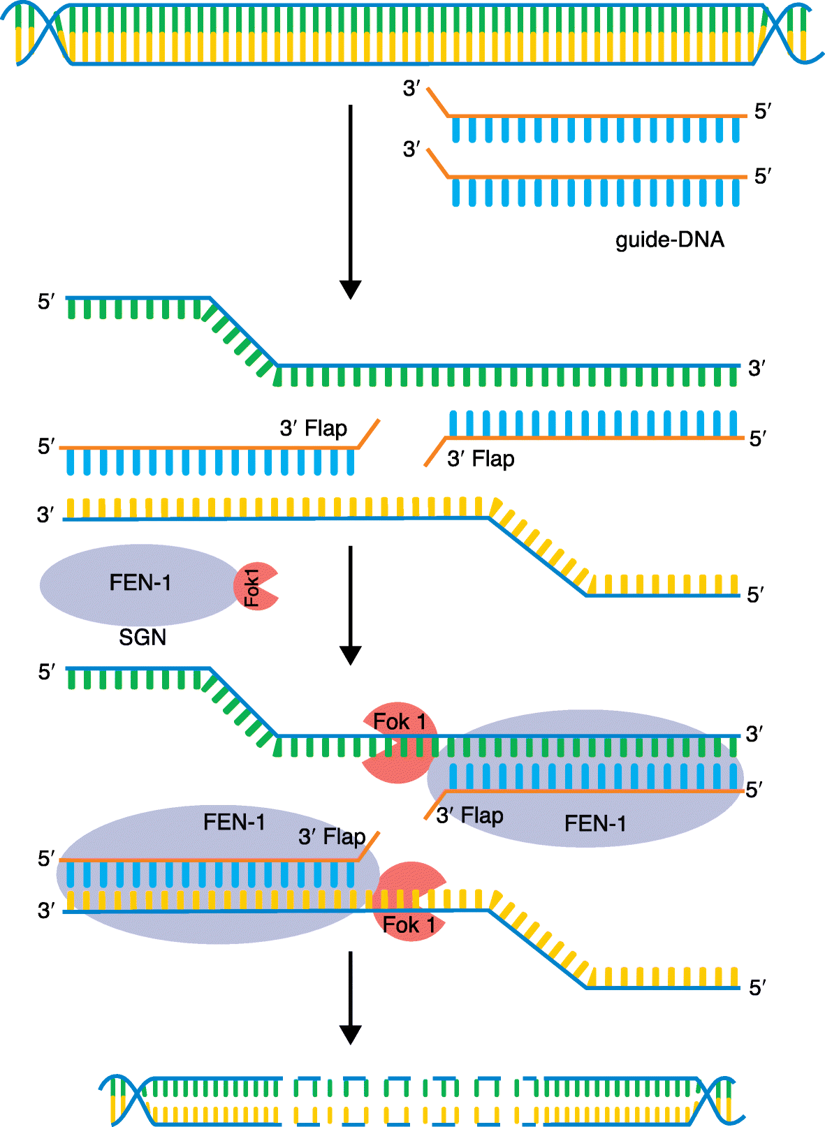 Fig. 1