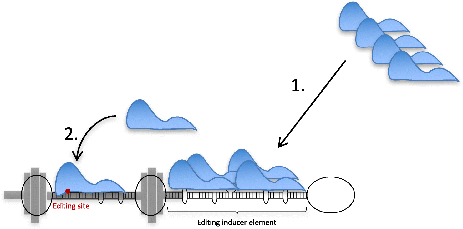 Fig. 7