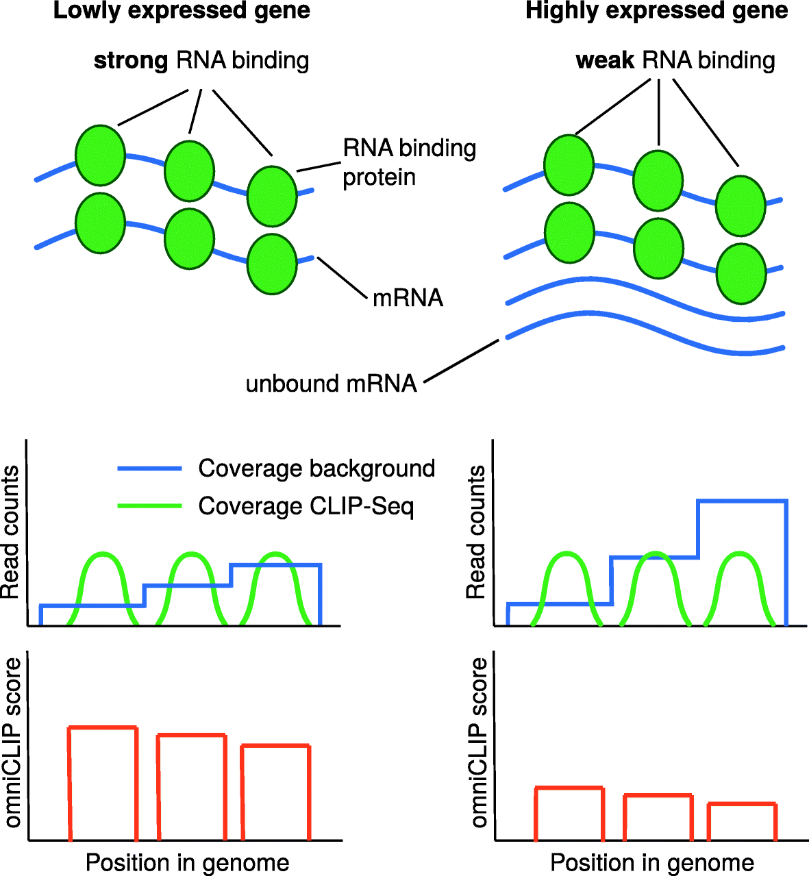 omniCLIP: probabilistic identification of protein-RNA interactions from CLIP -seq data | Genome Biology | Full Text