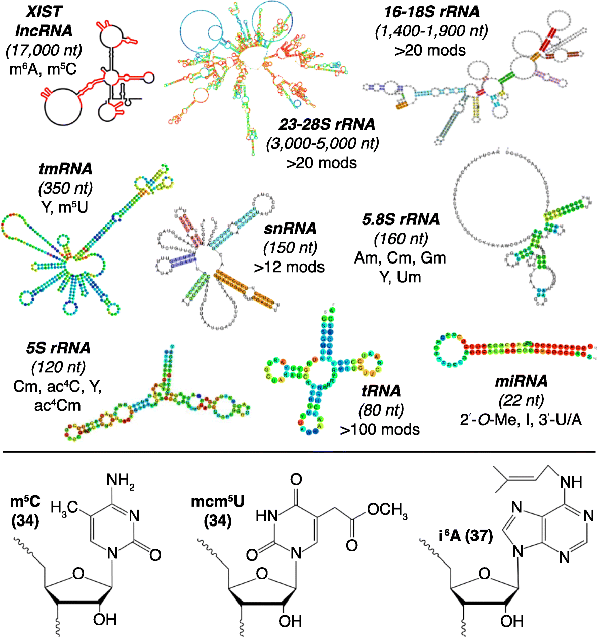 Lifestyle Modifications Coordinating The Trna Epitranscriptome With Codon Bias To Adapt Translation During Stress Responses Genome Biology Full Text