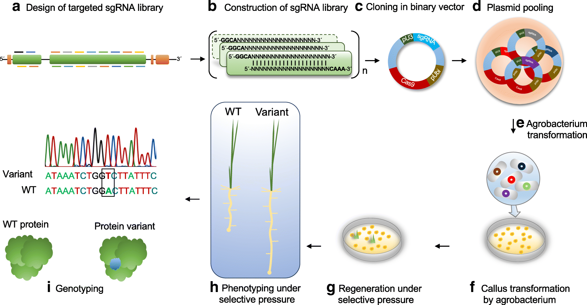 Crispr Directed Evolution Of The Spliceosome For Resistance To Splicing Inhibitors Genome Biology Full Text