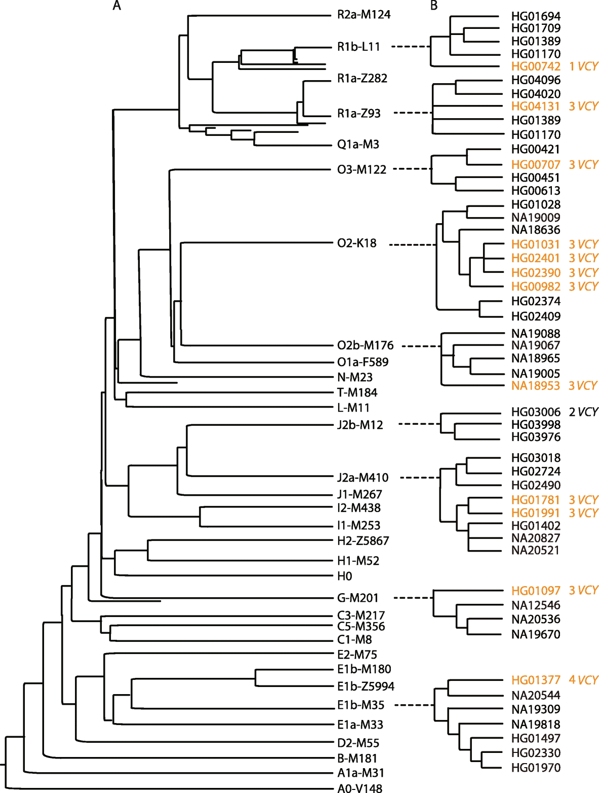 Birth Expansion And Death Of Vcy Containing Palindromes On The Human Y Chromosome Genome Biology Full Text