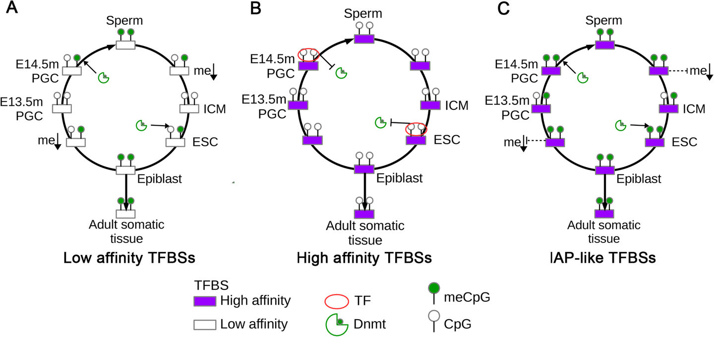 Fig. 7