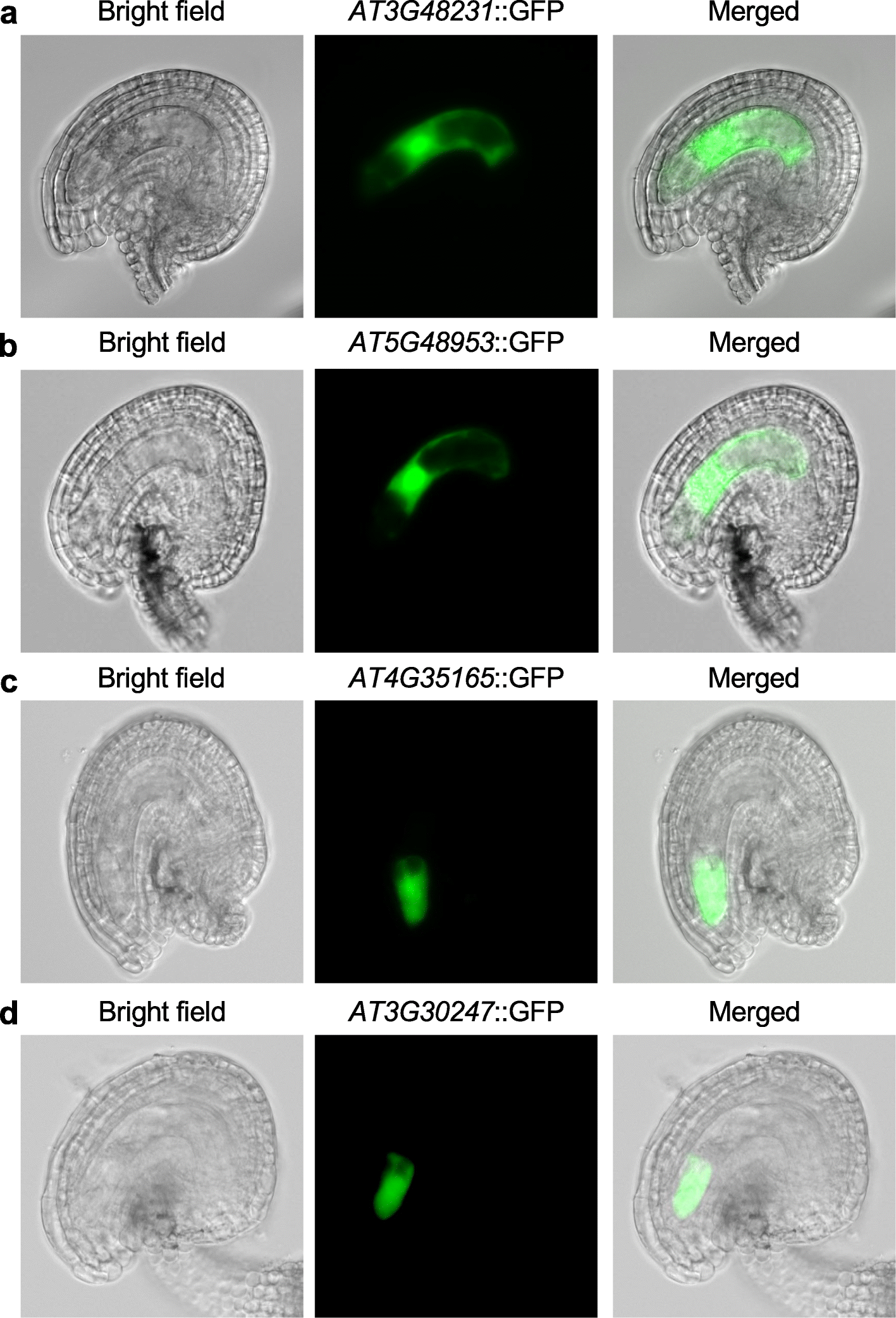 Fig. 6