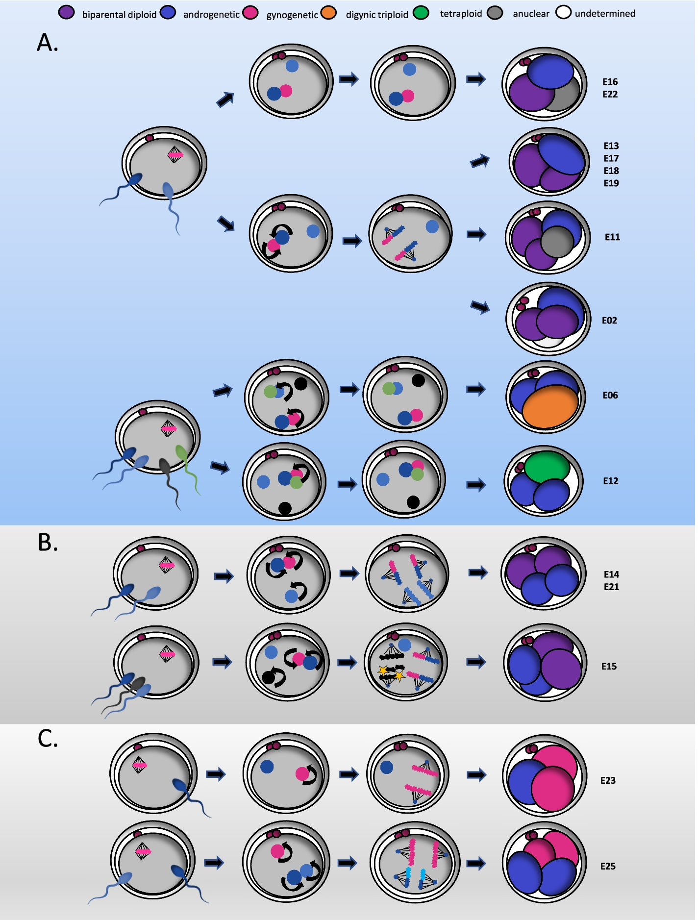 Fig. 5