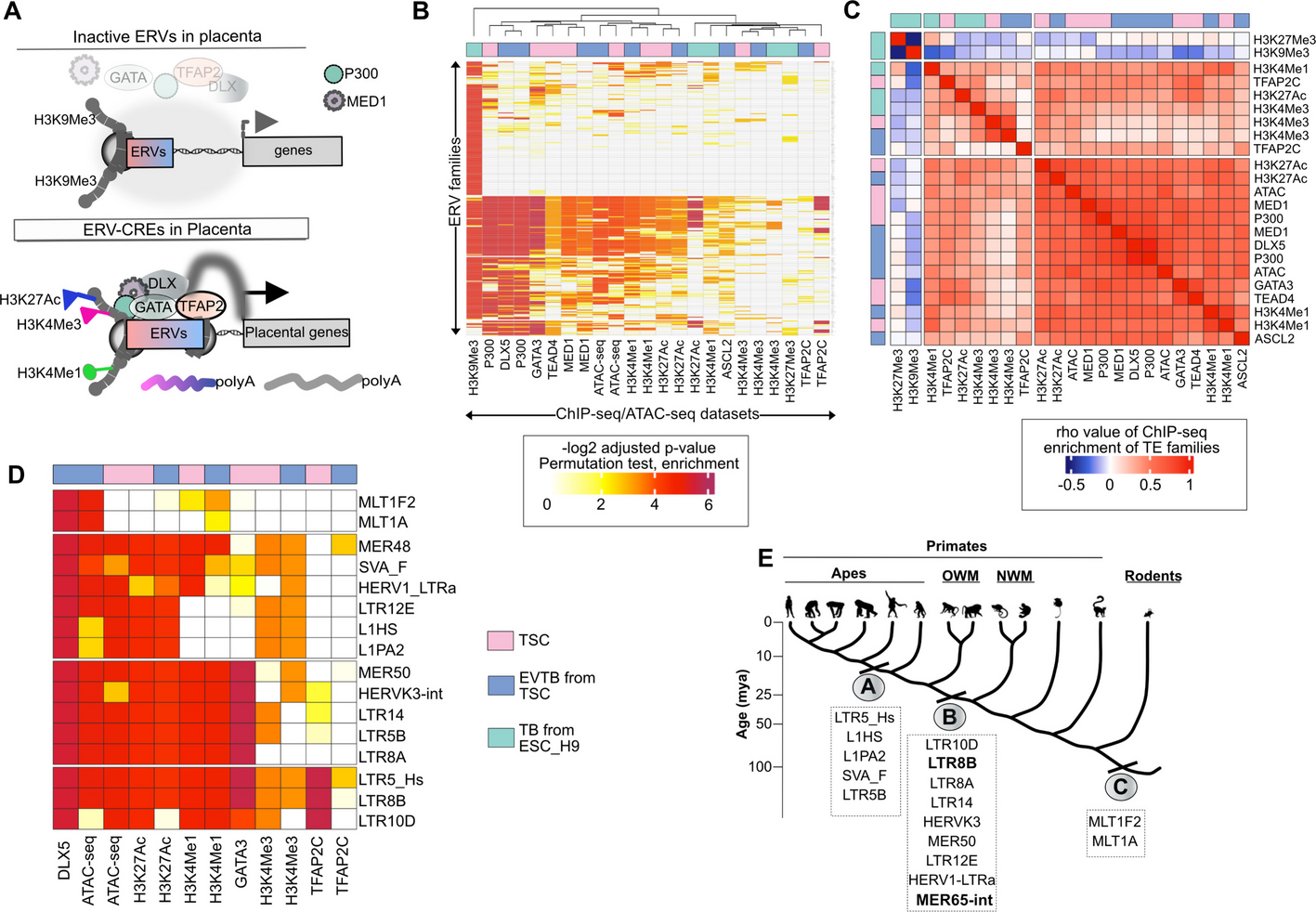 子癇前症の早期診断につながる分子スイッチを発見 (New research brings hope for earlier detection of pre-eclampsia)