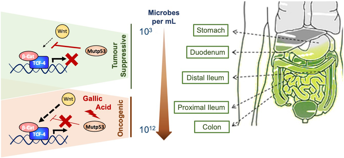 Fig. 2