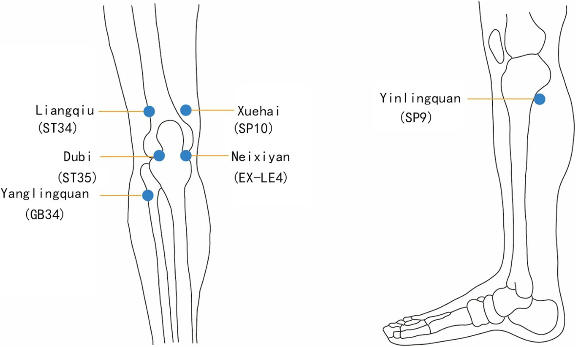 Acupressure points on the knees with pictures