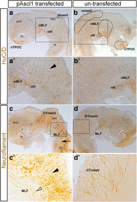 Fig. 5