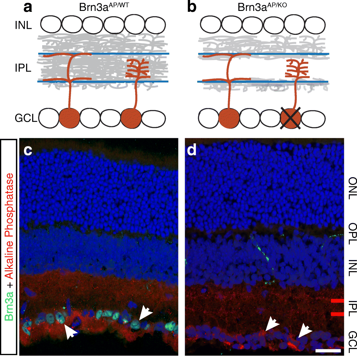 Fig. 1