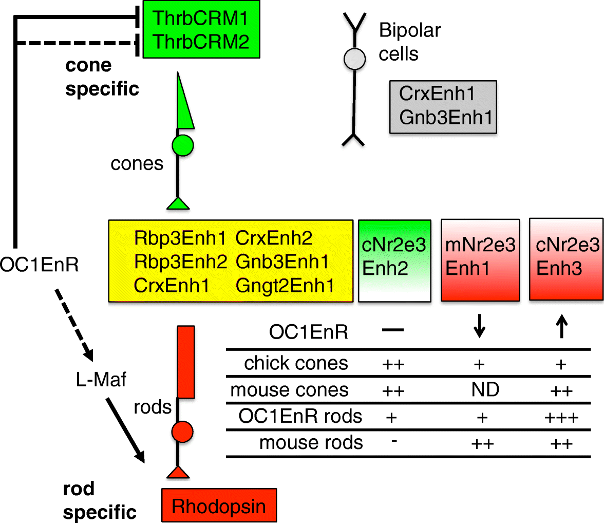 Fig. 10