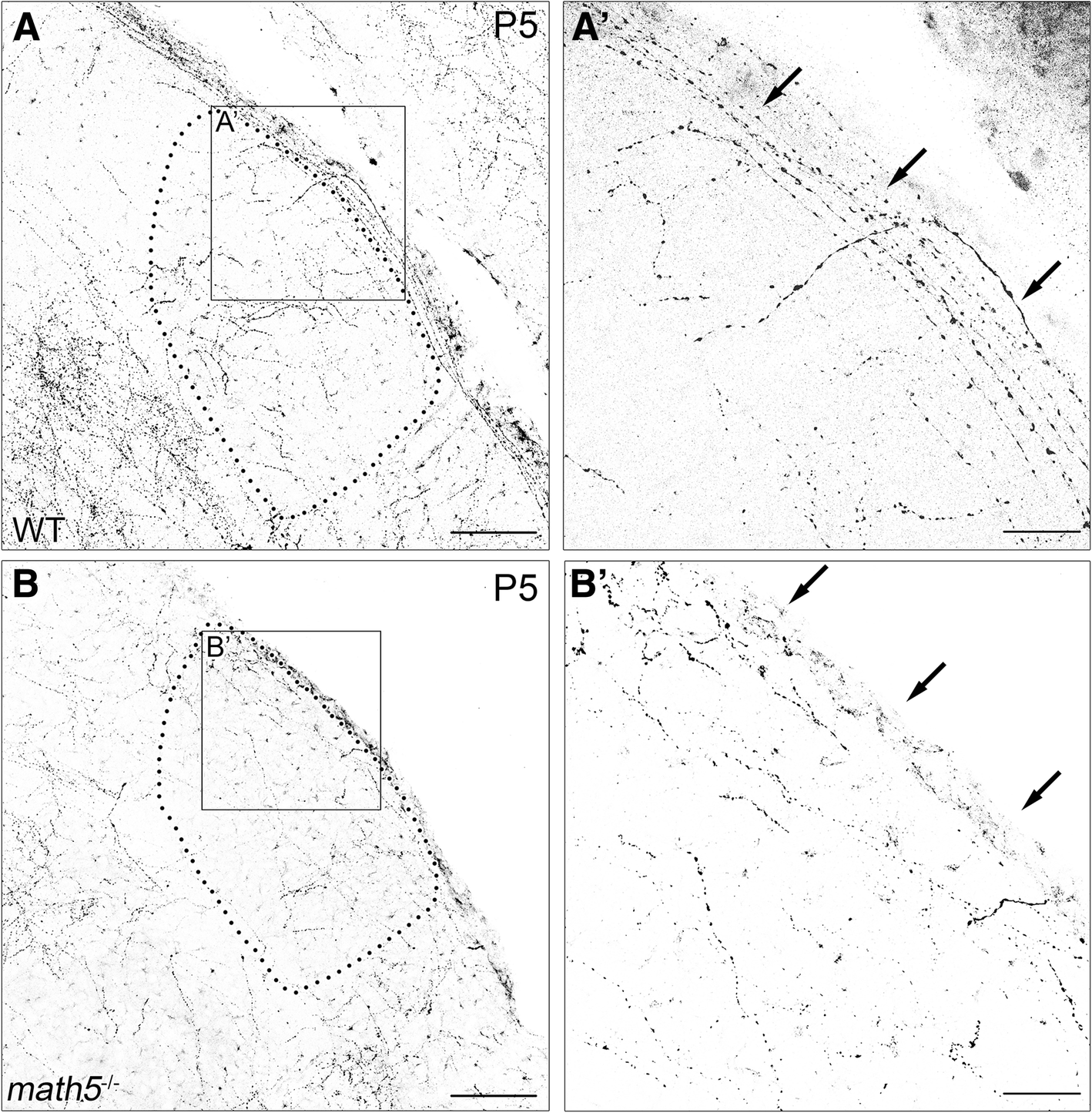 Fig. 3