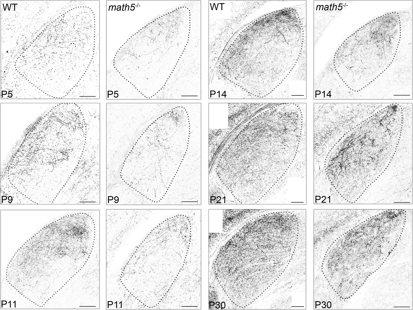 Fig. 4